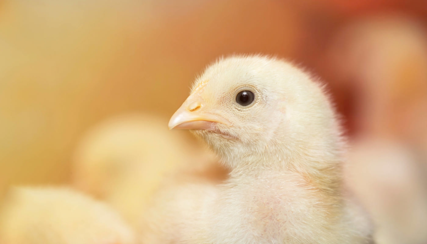 2 New Supporters of the Chicken Commitment
