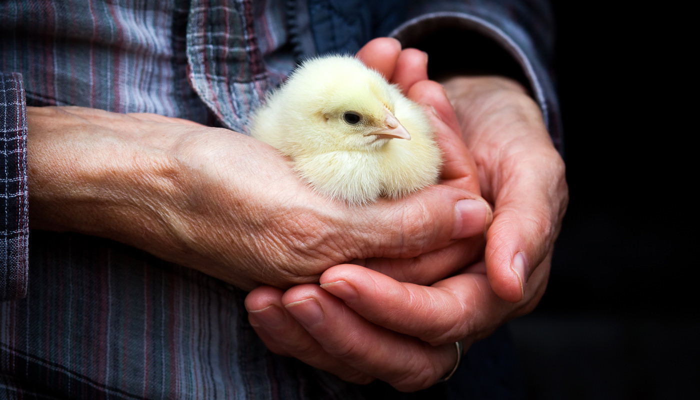 Küken in der Hand