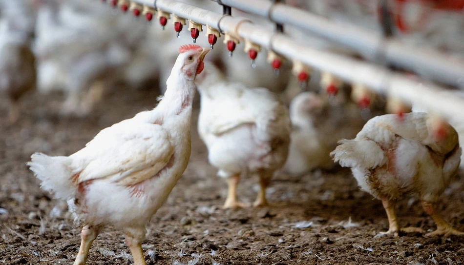 Broiler chickens in shed
