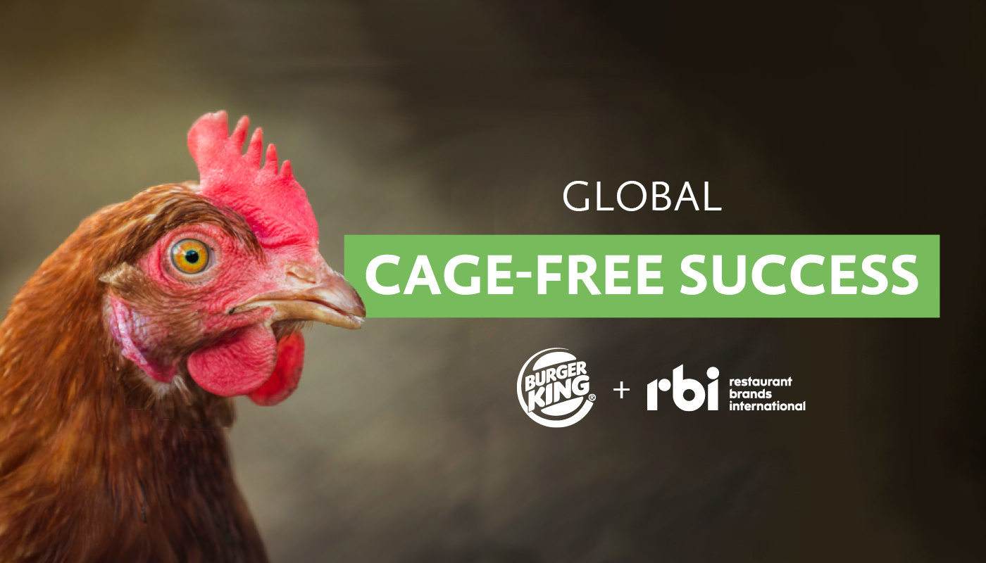 Cage free success Burger King