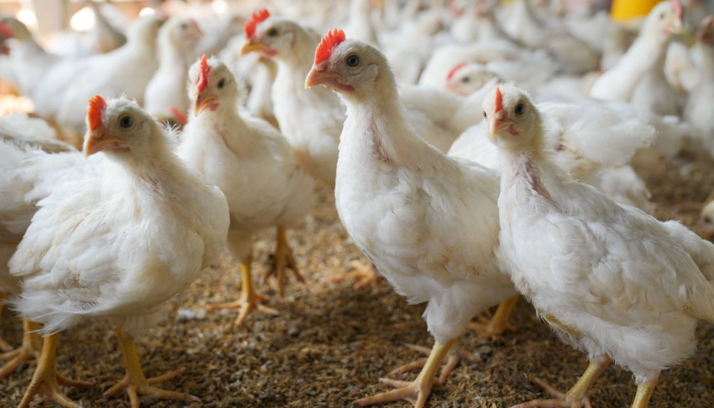 Broiler Chicken