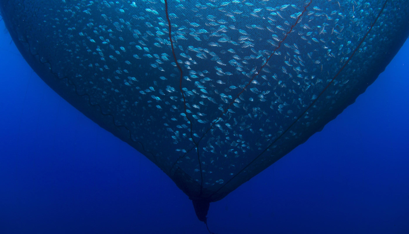 Fishes in aquaculture